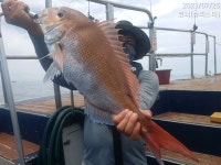 [슈퍼스타호]7/25 죄송합니다 배점검으로 이제 조황을 올립니다.(참돔조황)