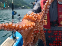 《맥전포 창조호》야간 문어조황입니다. 오늘저녁 돌문어야간예약중~