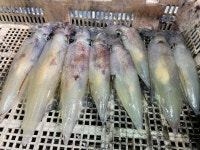 《포인트24시 낚시(오리엔트)》 어제밤 한치낚시를 해보았습니다~