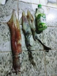 감포바다 기상 및 조황정보(한치)