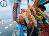 《맥전포 창조호》금일 문어 조황입니다~! 일요일 주간야간예약중