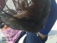 ((팔포1호))돌문어 손맛 짱 ♡ 갈치 사냥 바쁘다바빠 (전화주세요)
