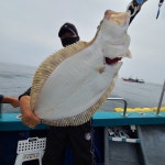 《태안 어해루호》 8월22일 광어마리수 55수8짜,7짜6짜 조황으로 기분 좋게 입항