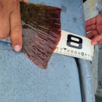 《태안 어해루호》 8월22일 광어마리수 55수8짜,7짜6짜 조황으로 기분 좋게 입항