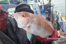 [슈퍼스타호] 8/25 6분이 14마리 내일도 참돔 출조