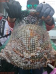 [군산비응항 낚시사냥꾼]고프로 에이스호 피싱 마스터 어창팀 ~~문어,문어~~200여수 하루종일 꾸준히 올라옵니다