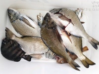 9/5 남해 미조 조항입니다