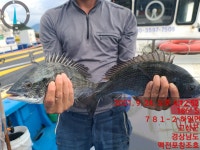 《맥전포 창조호》 금일 조황입니다!! 일요일 대물감성돔카고예약중~~