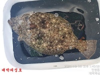 대박피싱]덩치급 감성돔과 마릿수 뺀찌 참돔등 씨알좋은 전갱이는 서비스~~!!