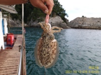 《고성 매섬2호》갑돌이 마릿수 좋습니다 짬낚시 지인과 다녀왔습니다