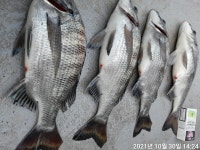 (南)남해조황 - 《거제 용진호》감성돔 조황입니다~야무진 손맛~~마릿수 좋습니다~