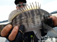 (南)남해조황 - 《거제 용진호》감성돔 조황입니다~야무진 손맛~~마릿수 좋습니다~