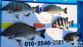 《통영 서하호》서하호 어초 4짜 조황 입니다 ^^