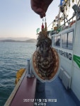 타고피싱☆팔포항)) 2일 갑오징어 굿굿^^
