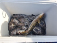 《당진디스커버리호》씨알 굵은 우럭이 풍년이오 풍년~~