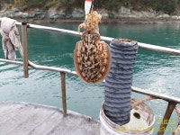 쭈.갑 먹물조황+ - 《고성 매섬2호》내일 부터 날씨가 좋지네요 주말 토요일 2자리여유