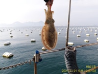 쭈.갑 먹물조황+ - 《고성 매섬2호》내일 부터 날씨가 좋지네요 주말 토요일 2자리여유