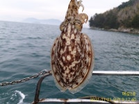 쭈.갑 먹물조황+ - 《고성 매섬2호》내일 부터 날씨가 좋지네요 주말 토요일 2자리여유