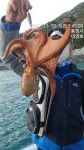 통영 대양호) 문어 ㆍ갑이 토요일조황 입니다