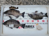 미조권 감성돔 씨알 좋습니다^^