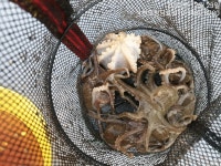 쭈꾸미 (일요일)오전7시출조 자리여유