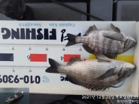 《마산 다경피싱》감성돔 흘림!51.39.37.36.35이하 19수 조황!