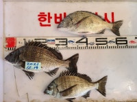 가덕한바다낚시조황