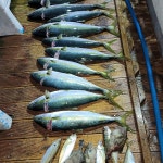 (거제현대마린호)12월20일 안경섬 참돔.부시리.방어조황입니다.