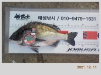 해금강 태성호 48/47/47/41감성돔 소식