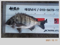 해금강 태성호 48/47/47/41감성돔 소식