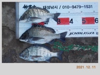 해금강 태성호 48/47/47/41감성돔 소식