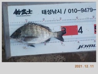 해금강 태성호 48/47/47/41감성돔 소식