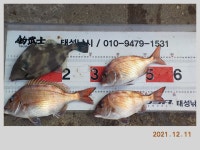 해금강 태성호 48/47/47/41감성돔 소식