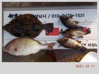 해금강 태성호 48/47/47/41감성돔 소식