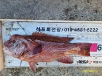 척포)최선장~덩치 감시 47,45~참돔 소식~~