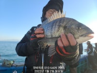 [여수 갯바위호 新 은갈치호] 감성돔 주/야 선상 덩치급들이 나오고 있습니다. 주/중 자리 여유있습니다.