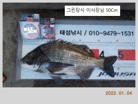 해금강 태성호 50 / 47.5 Cm 감성돔 소식