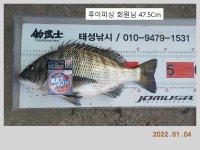 해금강 태성호 50 / 47.5 Cm 감성돔 소식
