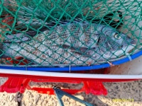 척포)최선장~연일 4짜 감시는 나오는데~??