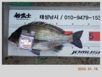 해금강 태성호 47,45,41Cm 감성돔 소식