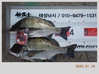 해금강 태성호 47,45,41Cm 감성돔 소식