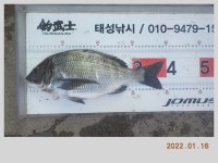 해금강 태성호 47,45,41Cm 감성돔 소식