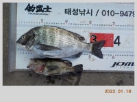 해금강 태성호 47,45,41Cm 감성돔 소식