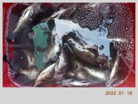 해금강 태성호 47,45,41Cm 감성돔 소식