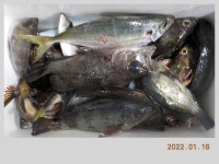 해금강 태성호 47,45,41Cm 감성돔 소식