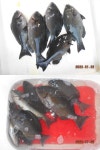 부산 다대포 대흥 낚시 조황