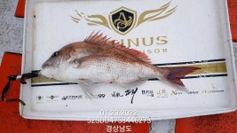 통영피싱마샬 입니다.덩치들이 움직입니다.연휴때도 계속 출조합니다.01085396331