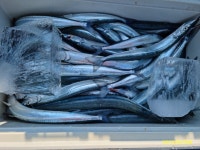 척포)최선장~감시소식~ 학꽁치 쿨러소식~~