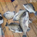 NO.1피싱샵 NO.1퍼스트 2월 27일~~ 28일 추자군도 갯바위 찌낚 조황입니다~~!! ^^