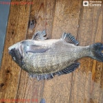 NO.1피싱샵 NO.1퍼스트 2월 27일~~ 28일 추자군도 갯바위 찌낚 조황입니다~~!! ^^